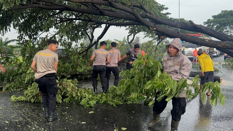Foto : anggota polresta Pati saat membersihkan pohon yang tumbang ( jawanews / jurnalis Narodo )